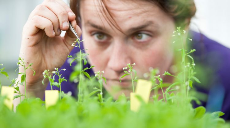 Flower-science-greenport-duin-en-bollenstreek