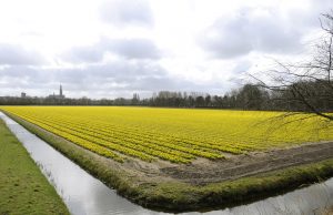 Open bollenlandschap