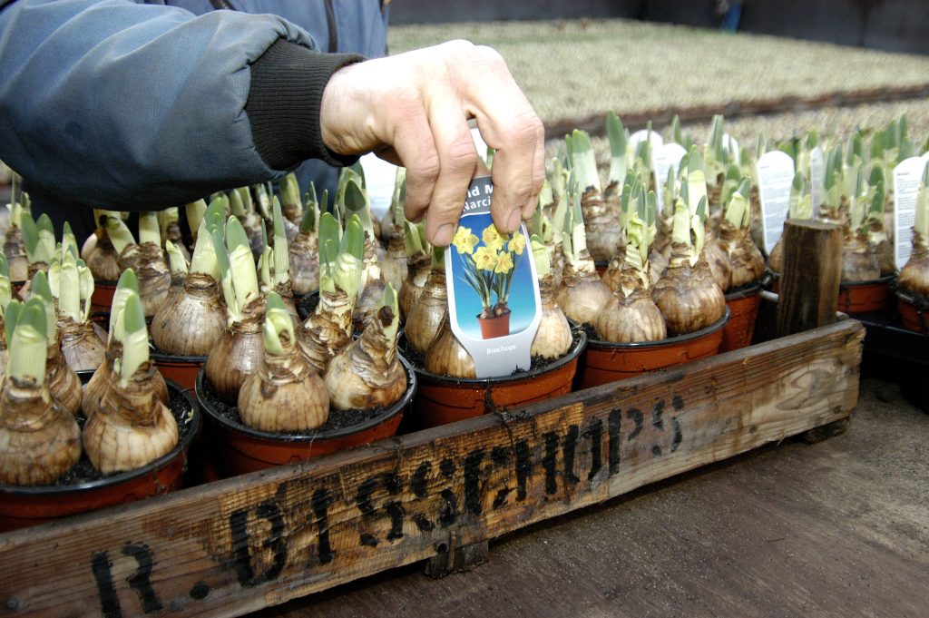 Bollen-in-kist-verkoop-vanaf-erf-greenport-duin-en-bollenstreek