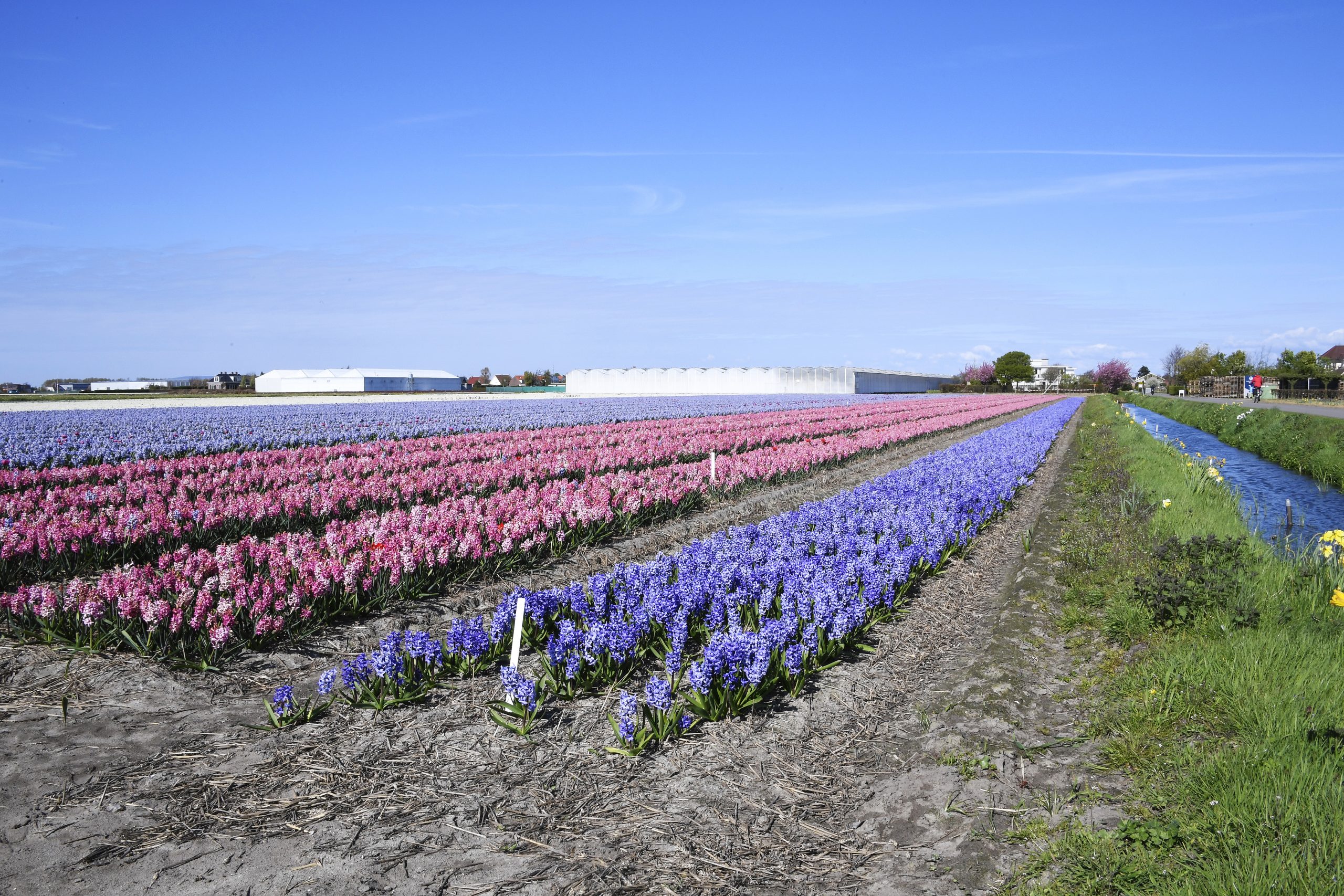 Gewasbescherming-greenport-duin-en-bollenstreek