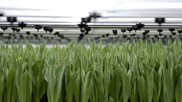 Toekomst-tuinbouw-en-handel-greenport-duin-en-bollenstreek