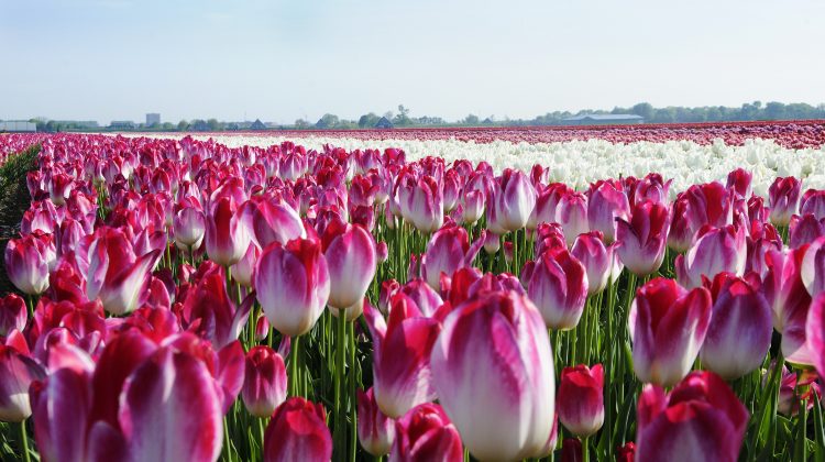 Tulpen-bollencoaster-greenport-duin-en-bollenstreek