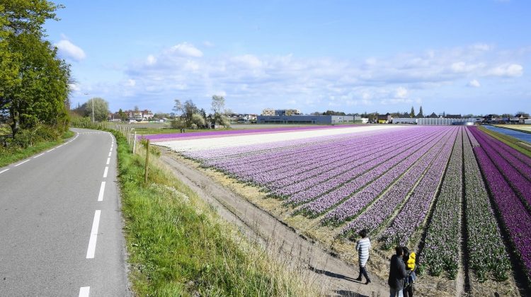 Bollenvelden-agrotoerisme-greenport-duin-en-bollenstreek