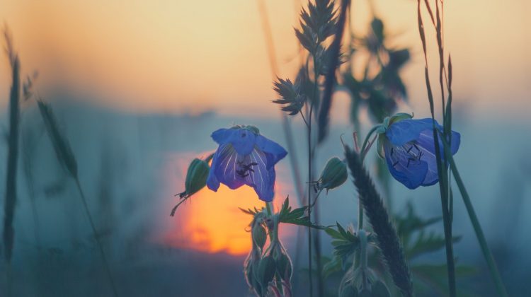 avondklok-greenport-duin-en-bollenstreek