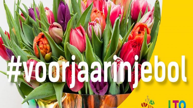 voorjaar-in-je-bol-greenport-duin-en-bollenstreek