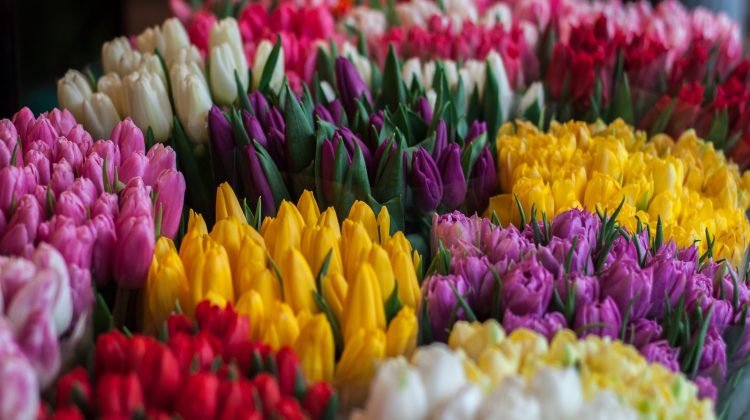 bloemen-planten-maken-gelukkig-greenport-duin-en-bollenstreek