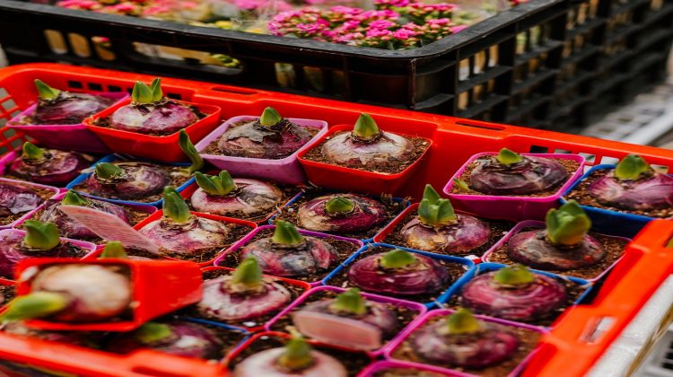 tray-plastic-p-act-challenge-greenport