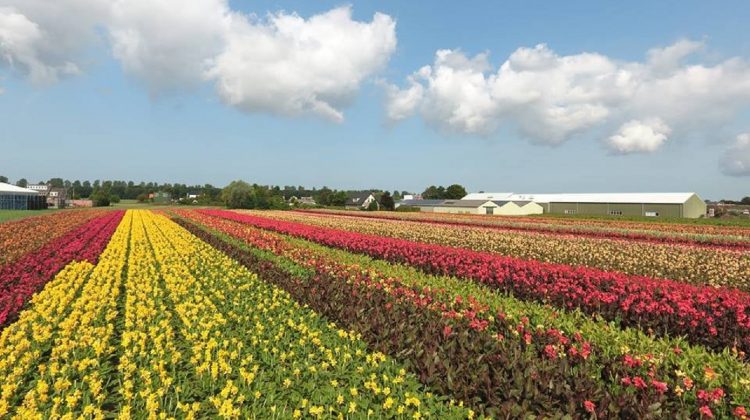 Bollenstreek-in-bedrijf-open-dag-nieuwe-website