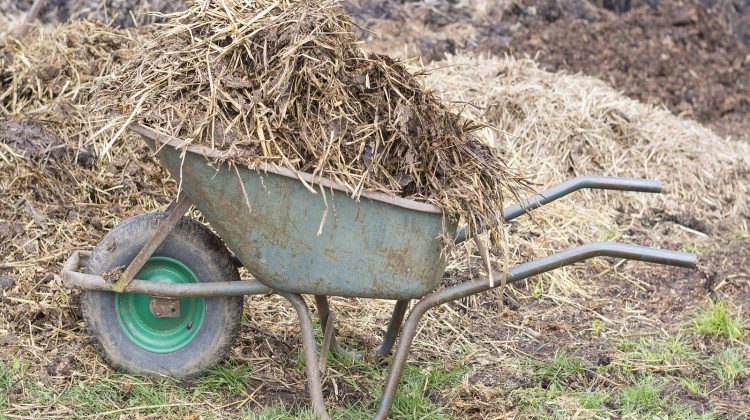 teelt-bemesting-brancheopleiding-greenport