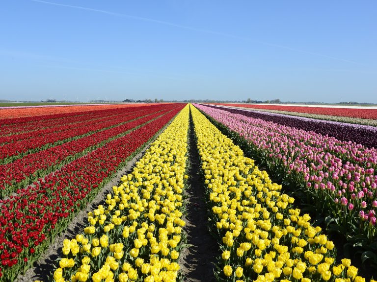 bollenareaal-visie-greenport-duin-en-bollenstreek