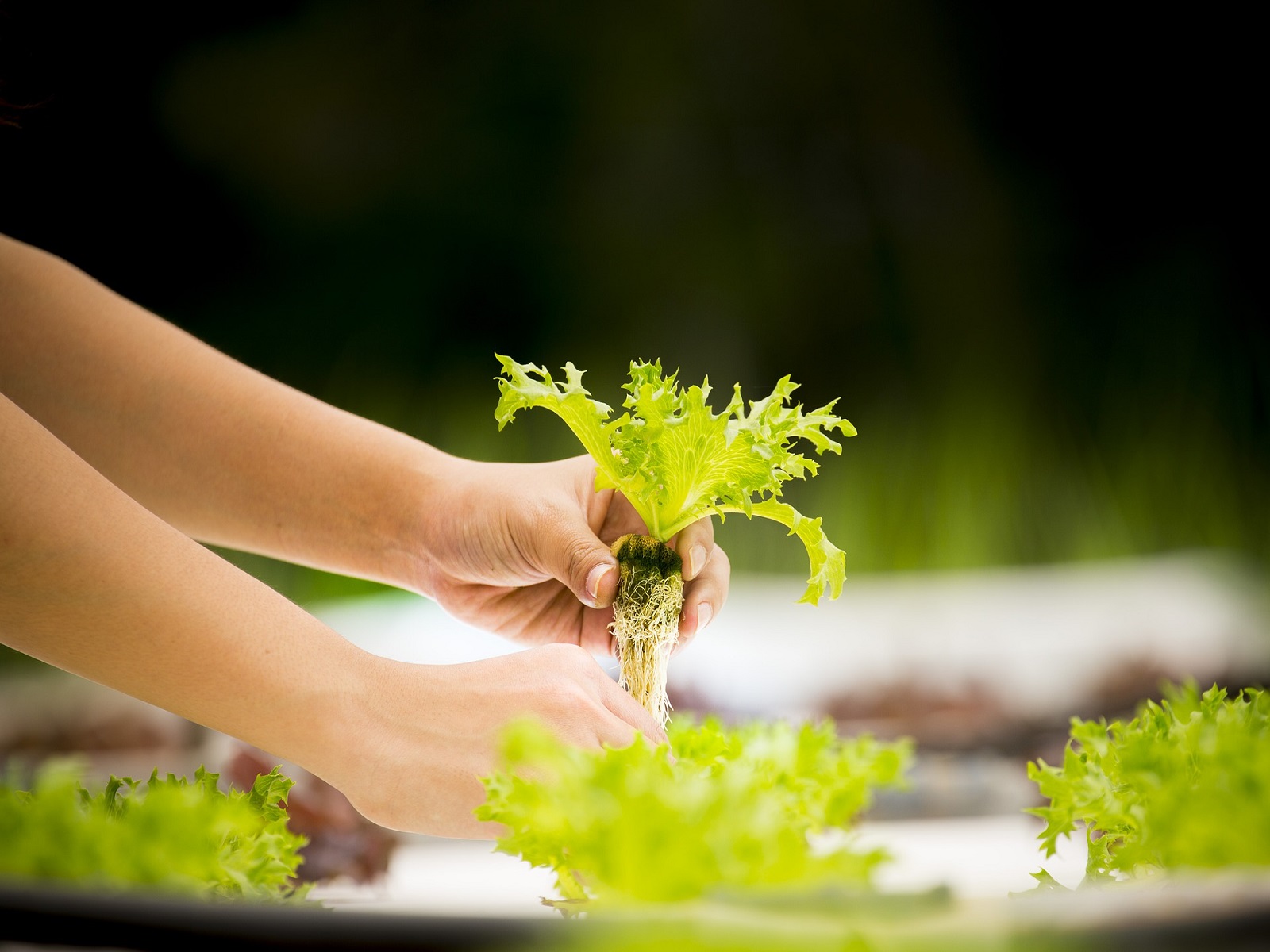 hydroponics-kweken-op-water-toekomst-greenport-duin-en-bollenstreek