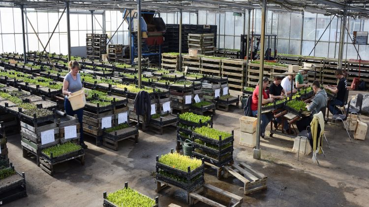 Subsidie-regeling-greenport