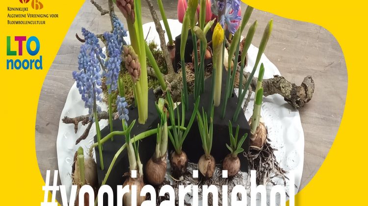 voorjaarsactie-#voorjaarinjebol-kavb-ltonoord-greenport