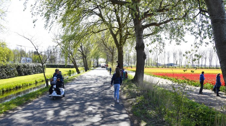 Greenport-zoekt-programmamanager-duin-en-bollenstreek