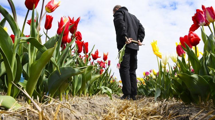 Bollenrevolutie-4.0-ziekzoeken-greenport-duin-en-bollenstreek