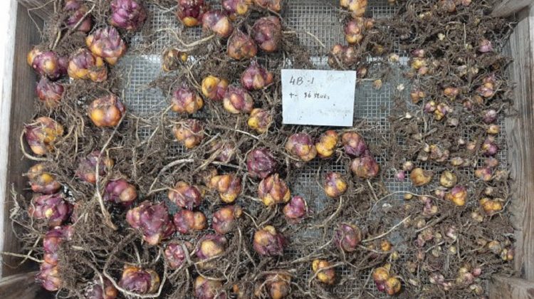 bollencoaster-lelie-sleuventeelt-greenport