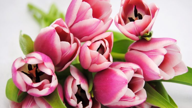 toeristen-amerika-tulpen-bollenstreek-greenport-duin-en-bollenstreek