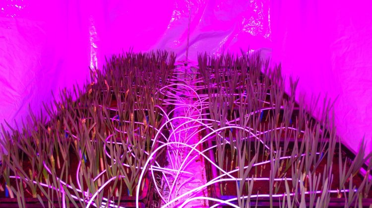 narcis-onder-led-pps-fundamentele-systeemsprong-wur-greenport