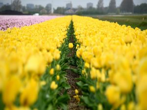 Tulpen-virus-herkenning