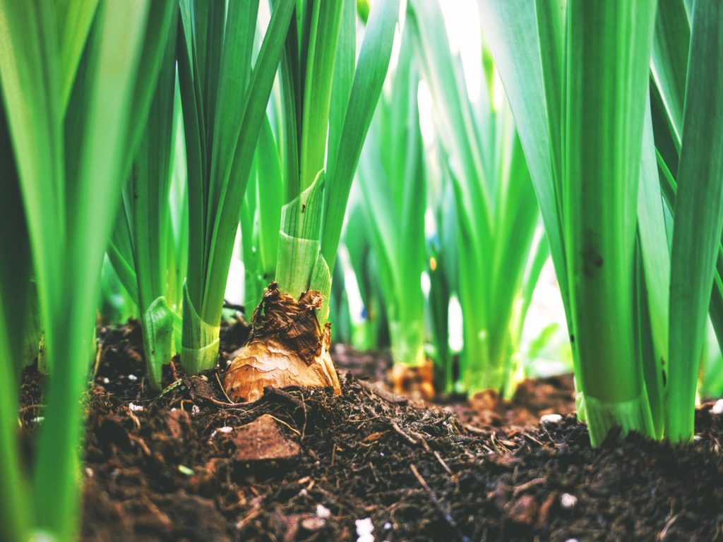 meld-je-aan-voor-tuinbouw-ondernemersprijs-greenport