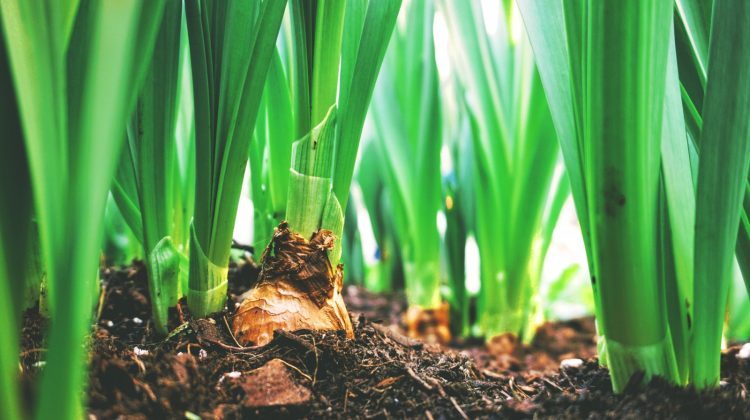 meld-je-aan-voor-tuinbouw-ondernemersprijs-greenport