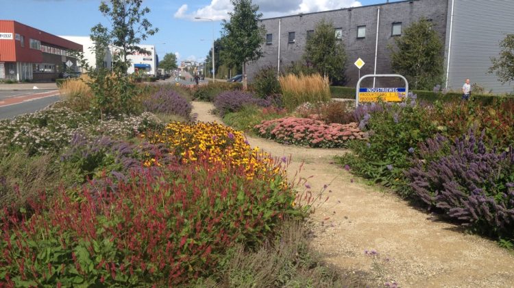 bijenlandschap-gratis-advies-biodiversiteit-greenport-duin-en-bollenstreek