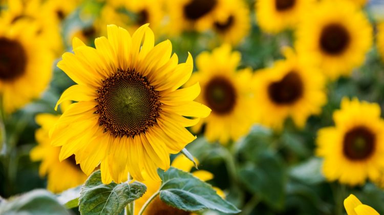 zonnebloem-nieuwsbrief-greenport