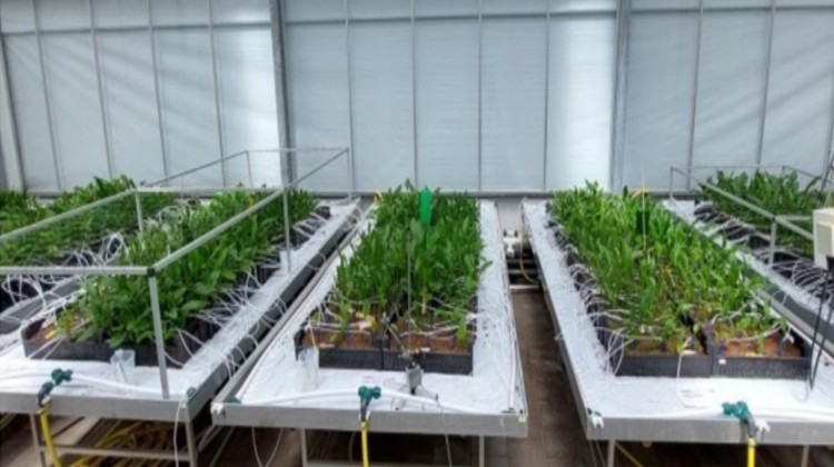 zantedeschia-pps-fundamentele-systeemsprong-greenport