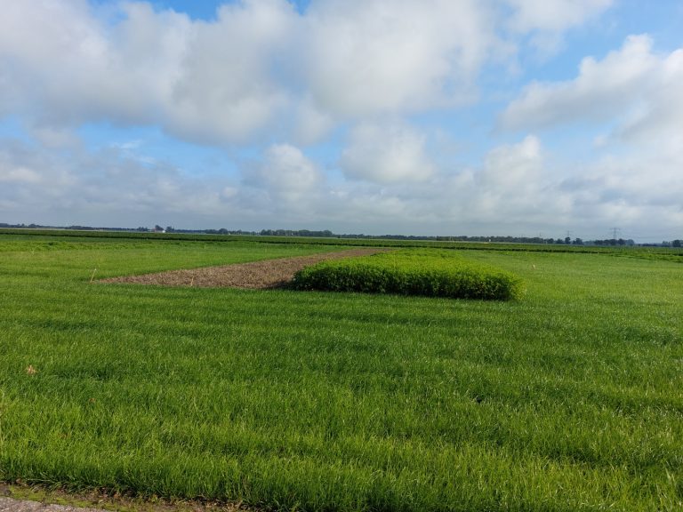 Veldoverzicht-PPS-bollen-bodem-aaltjes-greenport