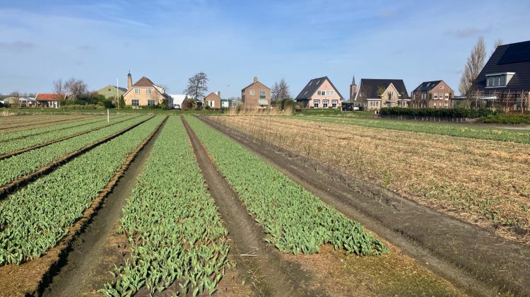 demoveld-bollenstreek-greenport