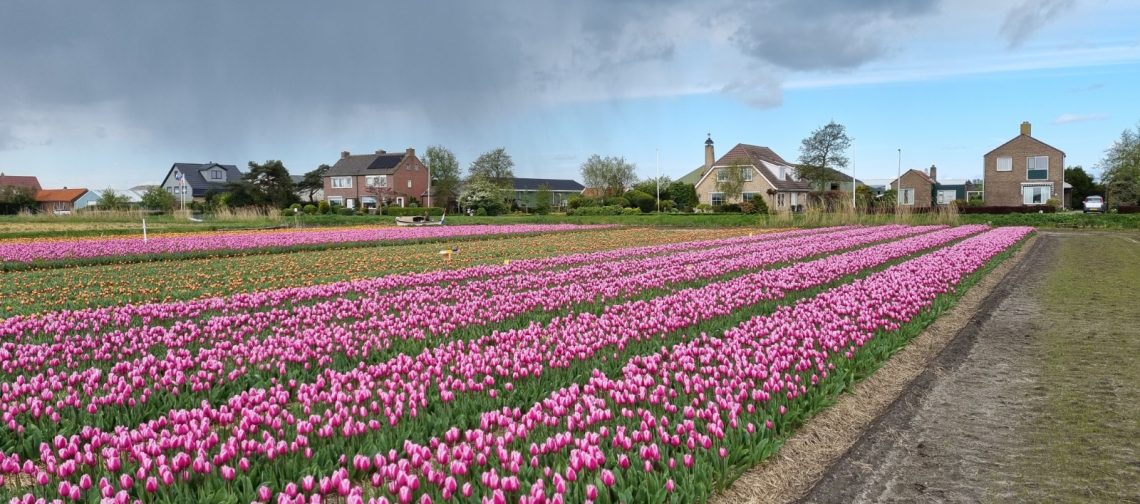 Demoveld-Bollenstreek-tulpen-aafke-jan-seignette-interview