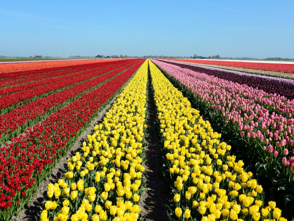 bollenveld-regiocertificering-kaderrichtlijnwater-greenport