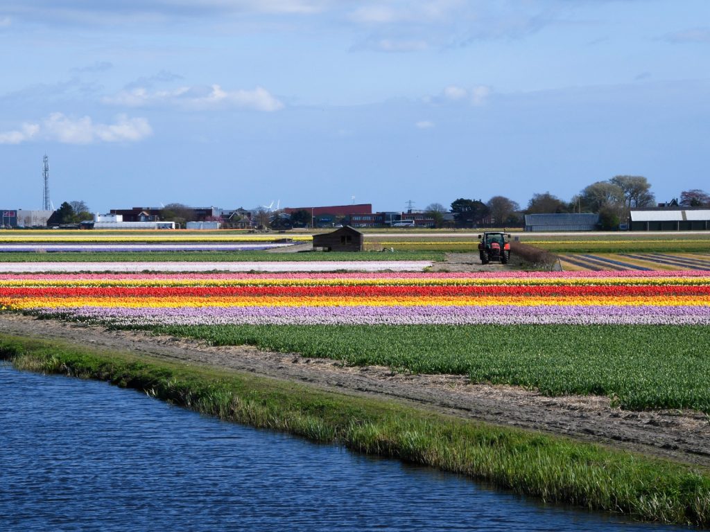 Bollenvelden-water-geen-normoverschreidingen-greenport-duin-en-bollenstreek-teylingen-onderzke