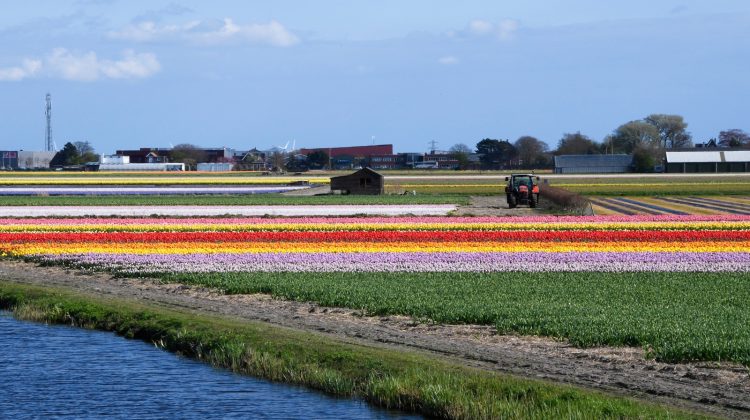 Bollenvelden-water-geen-normoverschreidingen-greenport-duin-en-bollenstreek-teylingen-onderzke