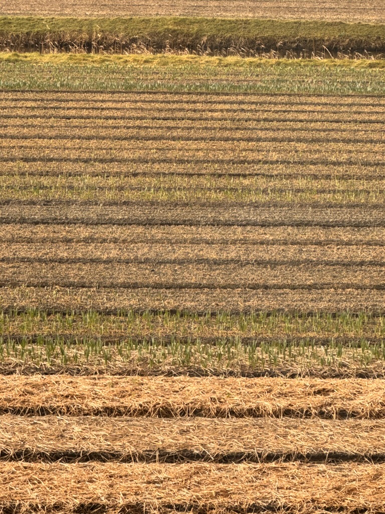 bollenveld-vroeg-voorjaar-greenport-duin-en-bollenstreek