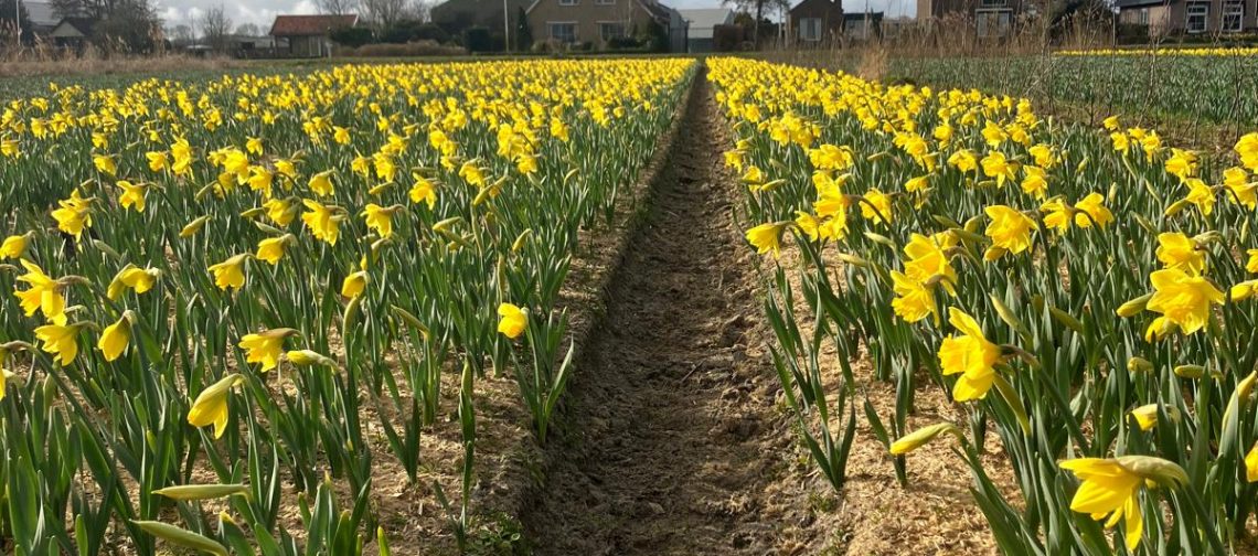 Demoveld-bollenstreek-narcissen-bollenjongens-greenport-has-green-academy