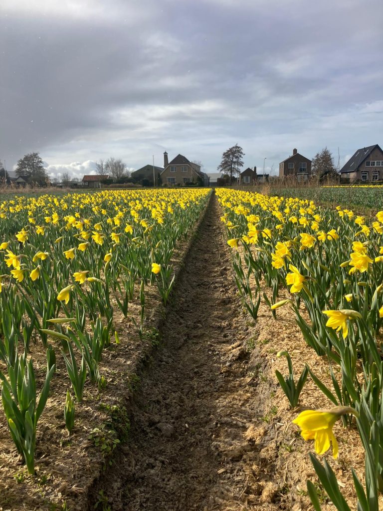 Demoveld-bollenstreek-narcissen-bollenjongens-greenport-has-green-academy