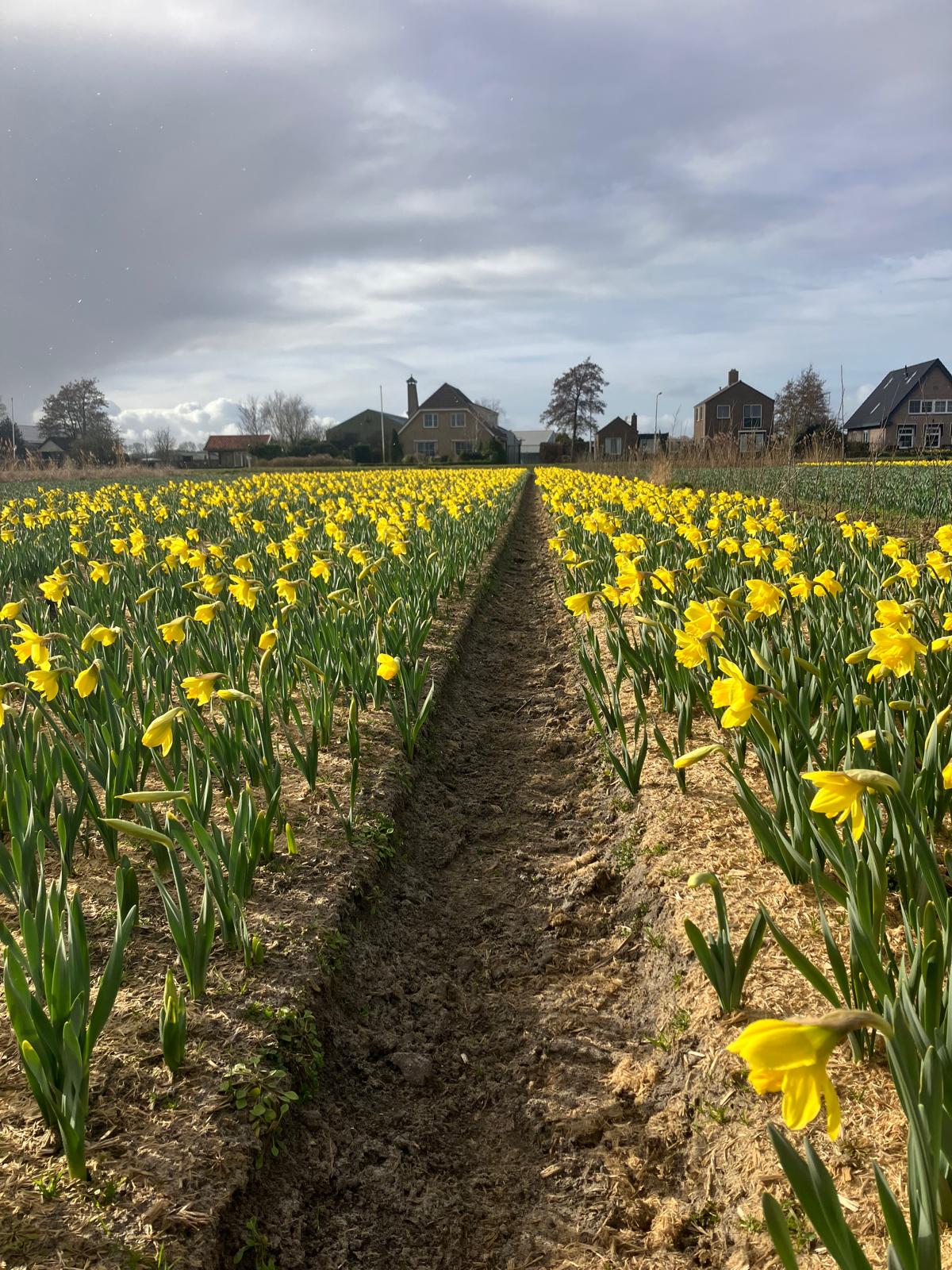 Demoveld-bollenstreek-narcissen-bollenjongens-greenport-has-green-academy