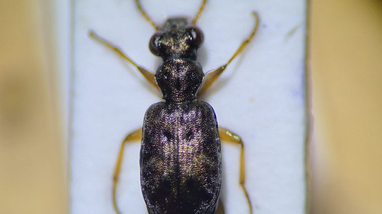 Loopkever-gevonden-Demoveld-Bollenstreek