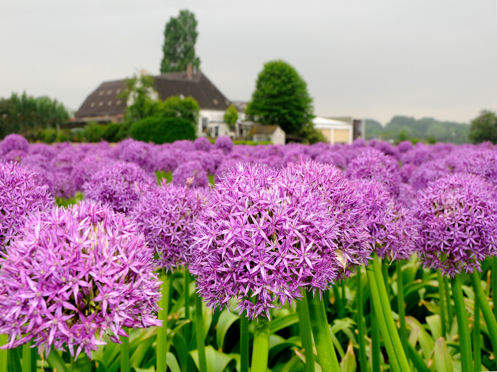 Alliums-nieuwsbrief-greenport-duin-en-bollenstreek