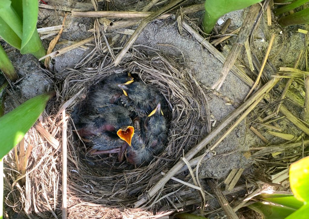 Gele-Kwikstaat-nest-met-jongen-Hugo-Langezaal