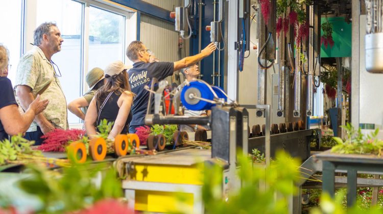 Bollenstreek-in-bedrijf-9-augstus-2025-greenport-hillegom