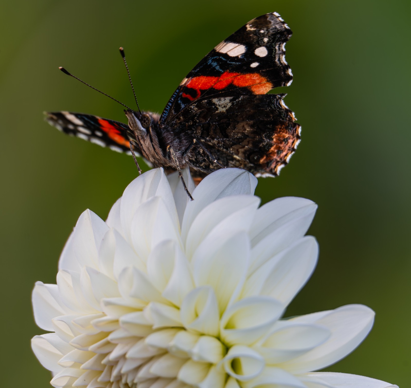 Vlinder op dahlia - foto Roos (1)