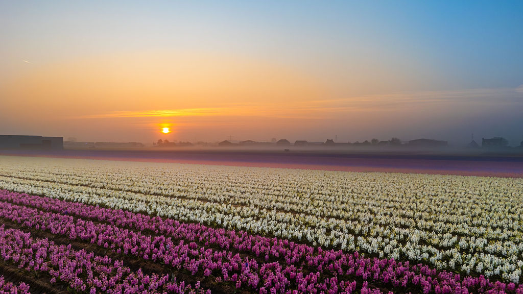 260323_greenport_beeldbank_zonsopkomst_hyacinten_voorhout_by_robert_waasdorp-1