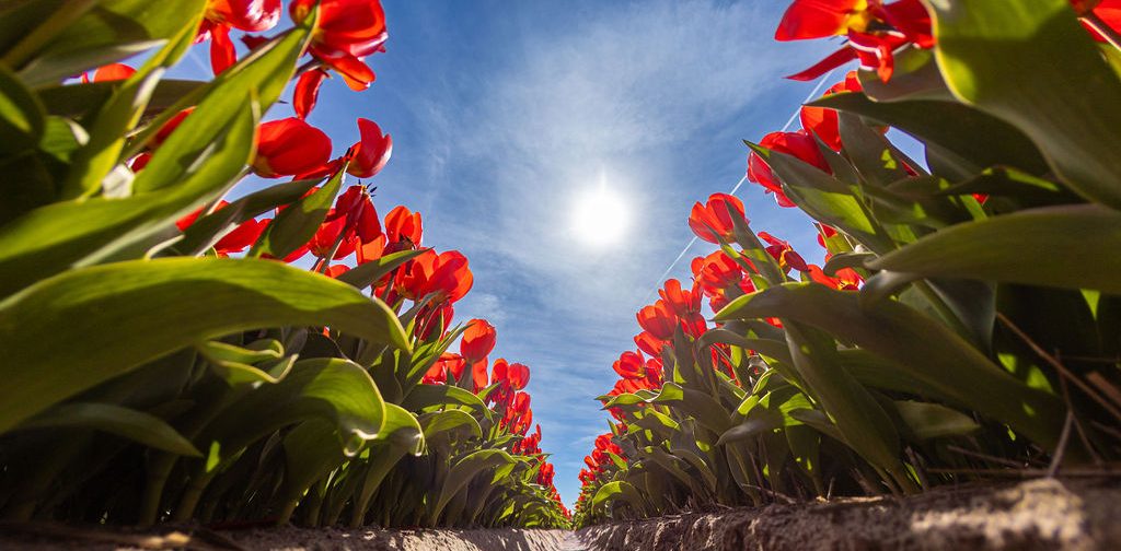 greenport_db_beeldbank_tulpen_heemskerk_de_zilk_regio_deal_sierteeltregio