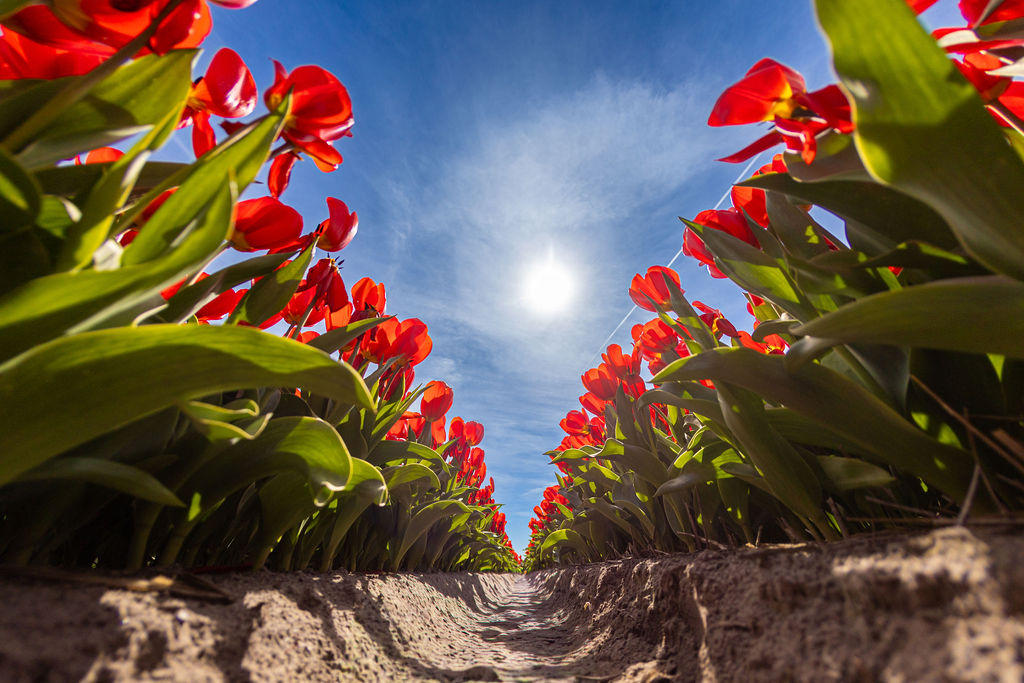greenport_db_beeldbank_tulpen_heemskerk_de_zilk_regio_deal_sierteeltregio